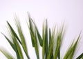 Green fresh wheat heads on white copy space background Royalty Free Stock Photo