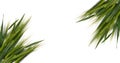 Green fresh wheat heads on white copy space background Royalty Free Stock Photo