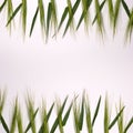 Green fresh wheat heads on white copy space background Royalty Free Stock Photo