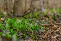 fresh wild garlic in the forest Royalty Free Stock Photo