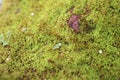 Wild moss that grows in nature.