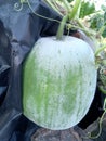 Green and fresh Winter lemon in the farm