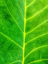 Green and fresh xanthosoma sagittifolium plant