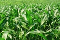 Green fresh young corn field - Agriculture Royalty Free Stock Photo