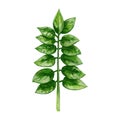 Green fresh zamioculcas zamiifolia leaf. Vintage vector hatching illustration