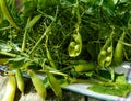 Green freshly picked pea pods and stems Royalty Free Stock Photo