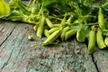 Green freshly picked pea pods and stems Royalty Free Stock Photo