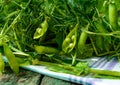 Green freshly picked pea pods and stems Royalty Free Stock Photo