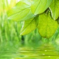 Green freshness Royalty Free Stock Photo