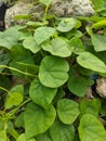 Green freshness on natural rocks