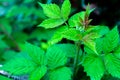 Green freshness raspberry leaves in spring season Royalty Free Stock Photo