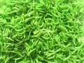 Green fried noodles