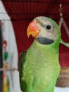 Green friendly parrot say hi