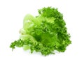 Green frillice iceberg lettuce isolated on white Royalty Free Stock Photo