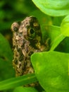 Green frogs amazing Royalty Free Stock Photo