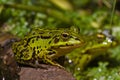 Green frog