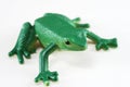 Green Frog Royalty Free Stock Photo