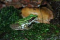 Green Frog Royalty Free Stock Photo