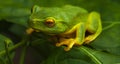 Close up of a Green frog Royalty Free Stock Photo