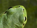 Green frog