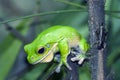 Green frog