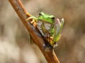Green frog Royalty Free Stock Photo