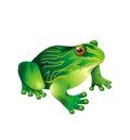 Green frog Royalty Free Stock Photo