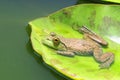 Green frog