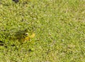 Green Frog amid Duckweed Royalty Free Stock Photo