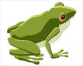 Green Frog Amphibious Animal