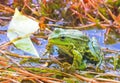 Green Frog in backwater