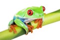 Green Frog on Bamboo