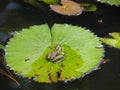 Green frog sitting on a large Lotus leaf Royalty Free Stock Photo