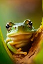 Green frog with big black eyes sitting on green leaf with blurry background. Generative AI Royalty Free Stock Photo