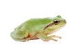 Green frog with bulging eyes golden Royalty Free Stock Photo