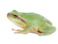 Green frog with bulging eyes golden Royalty Free Stock Photo