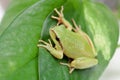 Green frog with bulging eyes golden Royalty Free Stock Photo