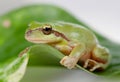 Green frog with bulging eyes golden Royalty Free Stock Photo