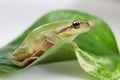 Green frog with bulging eyes golden Royalty Free Stock Photo
