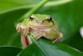 Green frog with bulging eyes golden Royalty Free Stock Photo