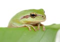 Green frog with bulging eyes golden on a leaf Royalty Free Stock Photo