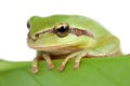 Green frog with bulging eyes golden on a leaf Royalty Free Stock Photo