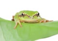 Green frog with bulging eyes golden on a leaf Royalty Free Stock Photo