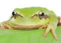 Green frog with bulging eyes golden on a leaf Royalty Free Stock Photo