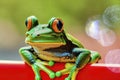 Green frog clings to a red board with its suction cups, made with generative AI