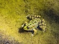 Green frog close-up in the muddy water of the pond. Pelophylax esculentus. Amphibian Royalty Free Stock Photo