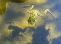 Green frog close-up swimming in the muddy water of the pond. Pelophylax esculentus. Amphibian