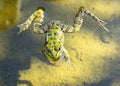 Green frog close-up swimming in the muddy water of the pond. Pelophylax esculentus. Amphibian Royalty Free Stock Photo