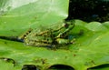 Green frog Royalty Free Stock Photo