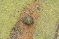 Green Frog Covered in Duckweed